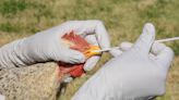 La OMS recomienda protección reforzada en granjas donde hay gripe aviar