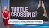 Rescue group: Record number of turtles killed on North Fork roads this spring