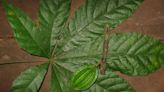 Nuevas plantas del cacao apuntan a un chocolate 'a prueba del clima'