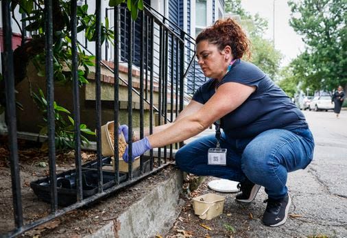 Will rodent birth control get rid of rats? A Jamaica Plain pilot program is exploring the idea. - The Boston Globe