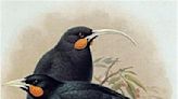 鐮嘴垂耳鴉絕種羽毛 紐西蘭拍出近3萬美元 創世界紀錄