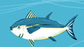 Wild or farmed? Pacific or Atlantic? Here's what to know about bluefin tuna
