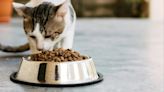 Is Cat Food Expensive in 2024 Because of Inflation?