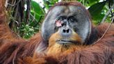 Orangutan self-medicates wound with medicinal plant in world first