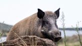 “Hacen mucho daño”: los jabalíes golpearon con otro ataque en un campo y preocupa el exponencial crecimiento