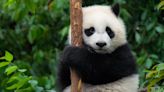 Panda-monium returns: Smithsonian’s National Zoo will have pandas once again