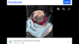 ‘Tiny little pug’ was found in ‘rough shape’ in Florida. Then, her luck turned around