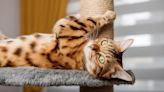 4 Things To Consider Before Adopting a Luxury Pet