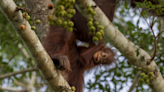 How the reforestation of Bukit Piton Forest Reserve and other projects helped orangutans and other wildlife keep their homes in Sabah