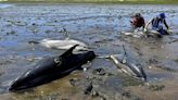 Cape Cod’s fishhook topography makes it a global hotspot for mass strandings by dolphins