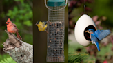 Which birds will we see in our NC backyards this winter + the best seeds to attract them