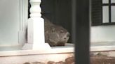 Early spring or more winter? Georgia groundhogs make their 2024 predictions