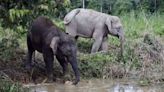 Sabah making early effort to keep Borneon wild cattle and elephants from going extinct