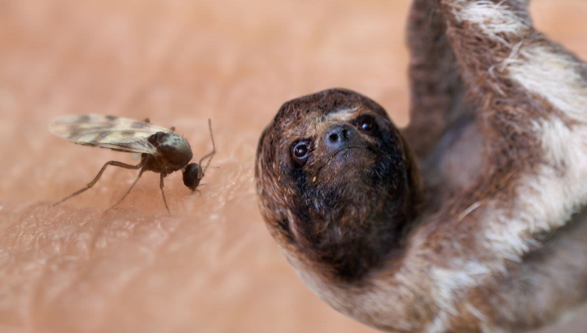 “Mysterious” Sloth-Borne Virus Detected In Europe For First Time – Should We Be Worried?