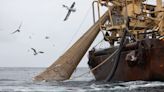 Government allowing overfishing by ignoring scientific advice, report warns