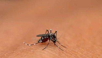 Rise in dengue cases due to more testing centres in city: MCD | Business Insider India