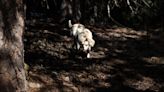 Laughter as walk with golden retriever goes from relaxing to "pure carnage"