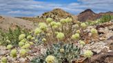 BLM: Endangered wildflower faces further damage from Esmeralda Co. mine