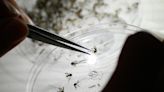 CDC warns of increased dengue fever risk in U.S.