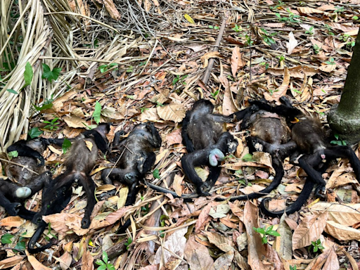 Mueren 83 monos aulladores por calor extremo en Tabasco