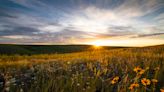 Action needed as Canada loses nearly 300 football fields of grasslands daily
