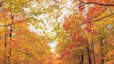 Celebrate the Changing Leaves by Reading These Beautiful Quotes About Fall