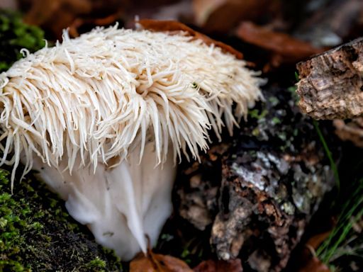 Should You Be Taking Lion's Mane Mushrooms for Your Health?