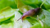 Gardening hack: These tips will help alleviate the slug, snail problems in your garden