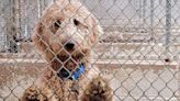 Founder of Poodle Rescue Arrested on Charges of Animal Cruelty