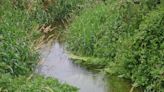 One of Norfolk's 'at-risk' rare chalk streams to be subject of new study