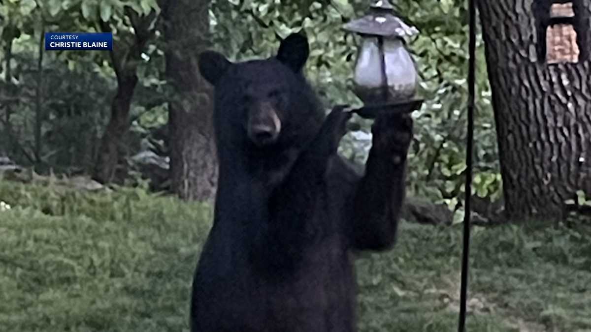 Bear spotted feasting on bird feeders in Mass. town