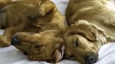 Do Your Dogs Look Like They Are Running in Their Sleep? Experts Say They Are Dreaming