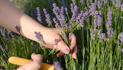 Gardeners urged to prune lavender ‘now’ or risk ‘leggy and twiggy’ plant