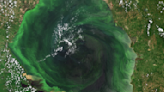 Impactante Imagen satelital muestra el verdoso peligro que acecha al Lago de Maracaibo, el más grande de Suramérica