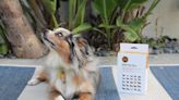 Show Fido He Matters Most This Year With This DNA My Dog Breed Identification Test Here on Sale for $55.99