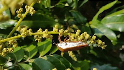 荔枝椿象密度升高 百萬「平腹小蜂」大軍應戰 - 生活