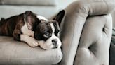 The No. 1 Telltale Sign Your Dog Is Chronically Bored, According to Pet Experts