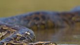 Indonesian woman swallowed whole by python