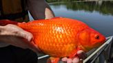 Football-Sized Goldfish Have Invaded the Great Lakes: They 'Eat Anything and Everything'