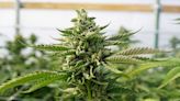 Any Reason To Buy Canopy Growth As Earnings Offer More Of The Same?