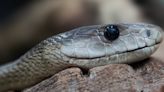 ‘Don’t freak out’: Snake sightings increase as summer season rolls in