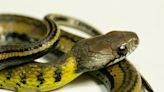 ‘Erythrolamprus darwinnunezi’, la nueva especie de serpiente descubierta en las laderas amazónicas de los Andes en Ecuador