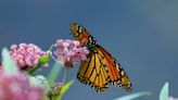 Supporting N.B. monarch butterflies with milkweed