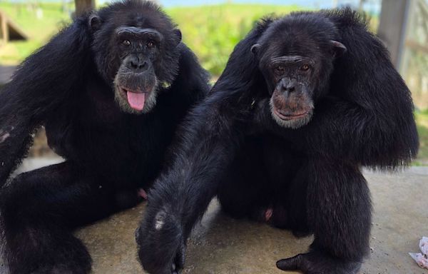 “Chimp Crazy”’s Primate Star Tonka Reunited with Long-Lost Son Cayleb at Florida Sanctuary