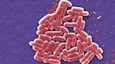 What we still don't know about the UK's E. coli outbreak