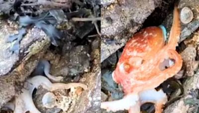 Watch: White Octopus Changes Colour To Bright Orange On North Wales Beach - News18