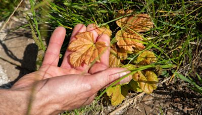 New shoots give hope that Sycamore Gap tree lives on