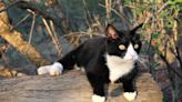 Unbothered Tuxedo Cat Known as 'Ranch Kitty' Hitches a Ride on Her Favorite Horse