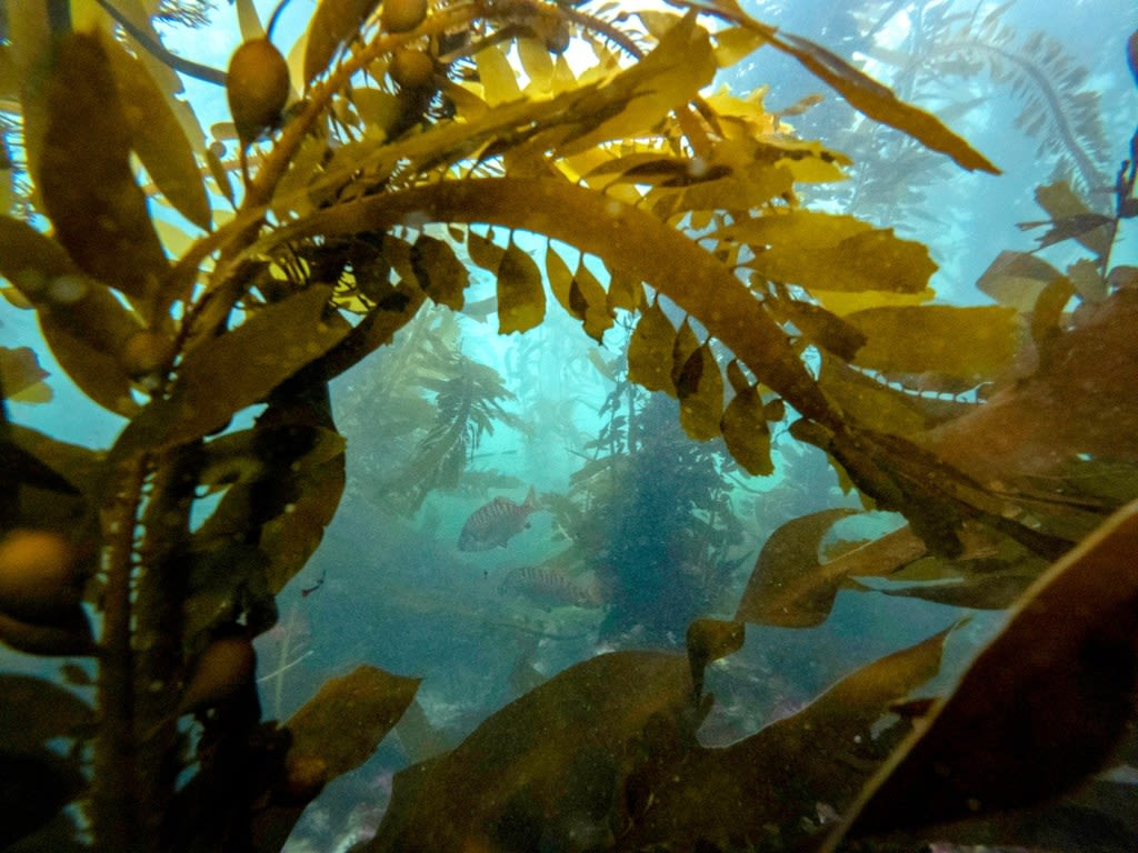 New marine protections could help wildlife thrive — but also squeeze San Diego fishermen