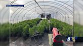 Oklahoma Bureau of Narcotics battles foreign mafia groups growing illegal marijuana in the state